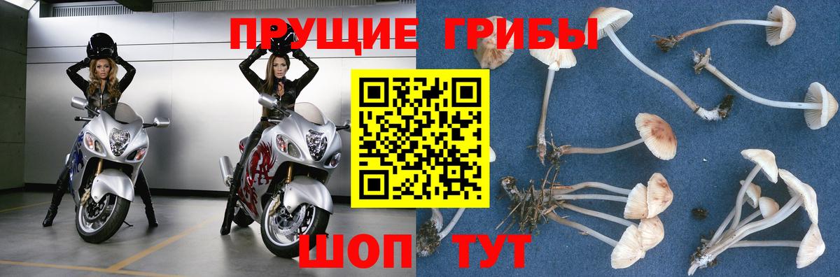 Псилоцибиновые грибы мицелий Ноябрьск